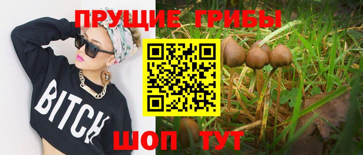 Псилоцибиновые грибы Psilocybine cubensis Киржач